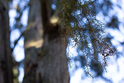Thin, spiky needles of the Juniperus rigida