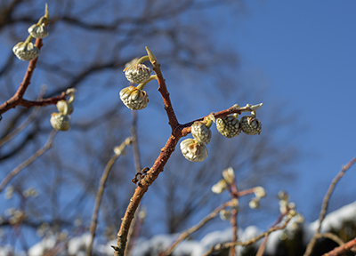 Edgeworthia chrysantha 'Snow Cream' flower buds at the tips of the three-pronged branch