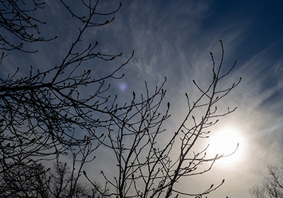 Plants of the Week: January 22