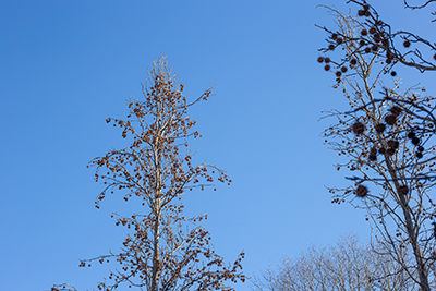 Tops of the Liquidambar styraciflua 'Slender Silhouette' peppered with seed pods