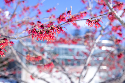 Pink Hamamelis x intermedia 'Diane' flowers unfurl in front of the Wister Center glass houses