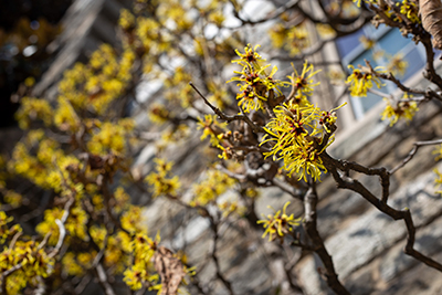 Yellow witchhazel flowers blooming in the Fragrance Garden