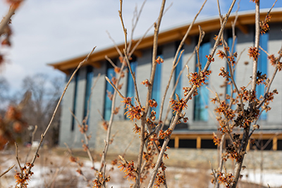 Hamamelis branches in bloom in front of the Dining and Community Commons