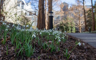 Plants of the Week: March 20