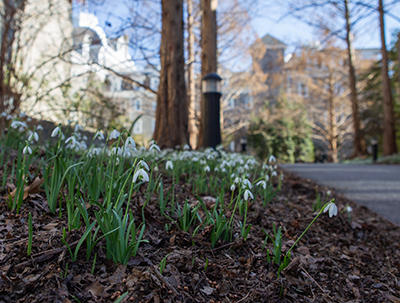 Tiny white snowdrop flowers sprinkle the forest floor along the Metasequoia allee