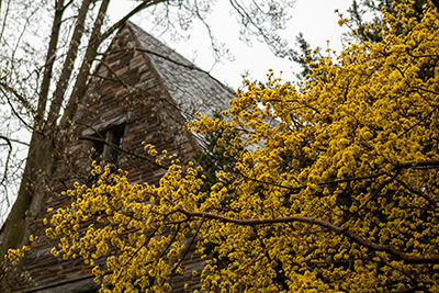 Flowering Cornus branches shine yellow in front of Bond Hall