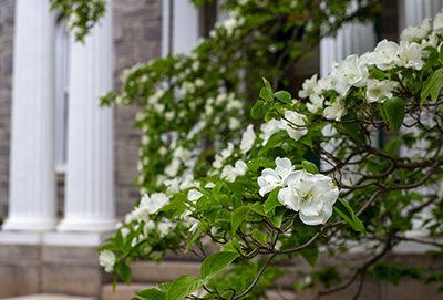 White Cornus florida bracts frame the small yellow flowers in front of Parrish Hall