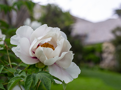 A baseball-sized peony in bloom
