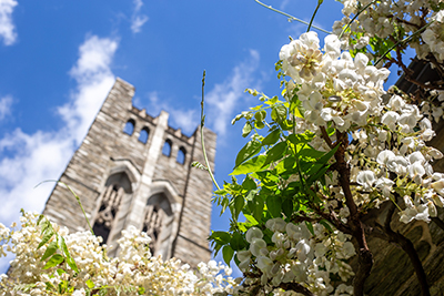 Looking up at the bell tower in Clothier Hall, white Wisteria brachybotrys flowers dangle from the overhang.