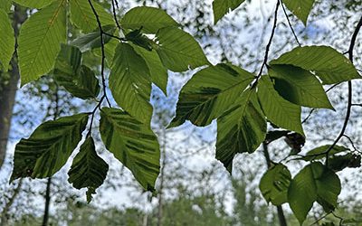 Gardener’s Almanac: Beech Leaf Disease