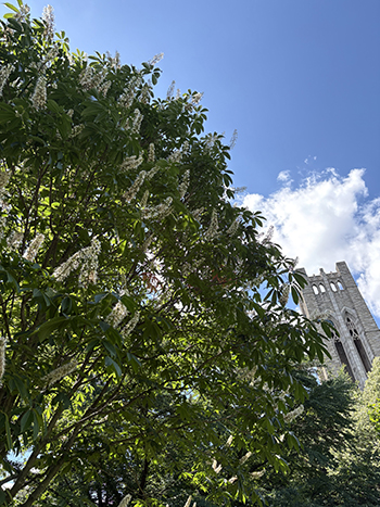 Aesculus chinensis var. wilsonii shoots spikes of flowers beneath the Clothier Bell Tower.