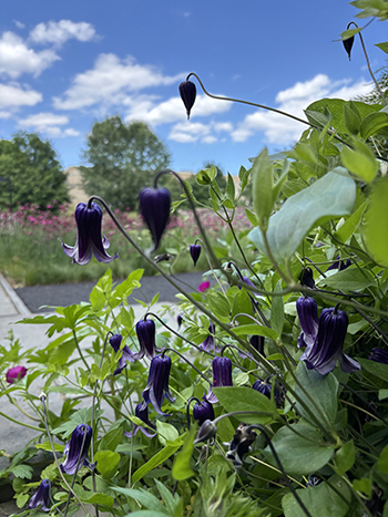 Bell-shaped clematis flowers ring from their sprawling vines.