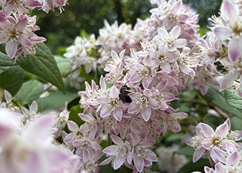 Plants of the Week: June 4