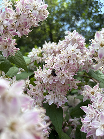 A bee pollinates the flowers on this deutzia