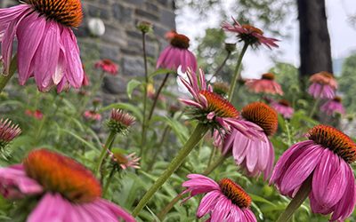 Plants of the Week: June 24