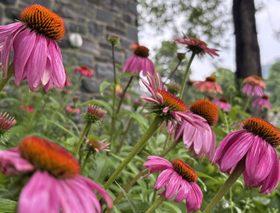 Vibrant pink coneflowers stretch diagonally towards the sun in front of a stone building.