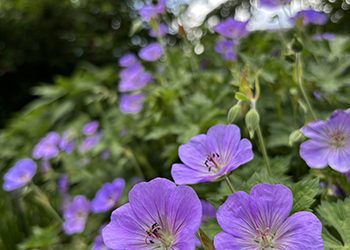Plants of the Week: June 11