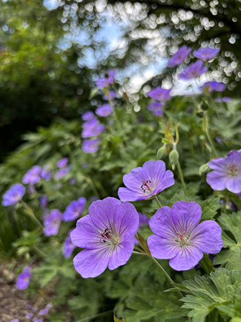 Delightful shocks of purple cranesbill flowers carpet the garden bed.