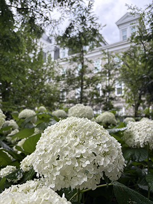 A white hydrangea head inflorescence dots the greenery like a puffball.