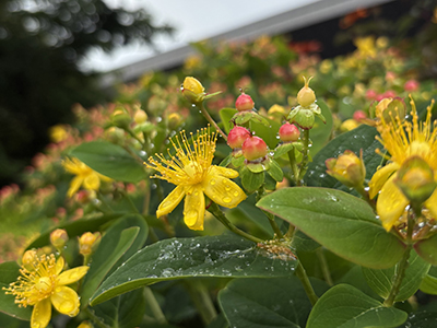 Delightful, penny-sized, yellow flowers blossom amidst the matured Hypericum fruits.