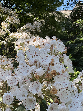 Close up photo of Kalmia Latifolia flowers