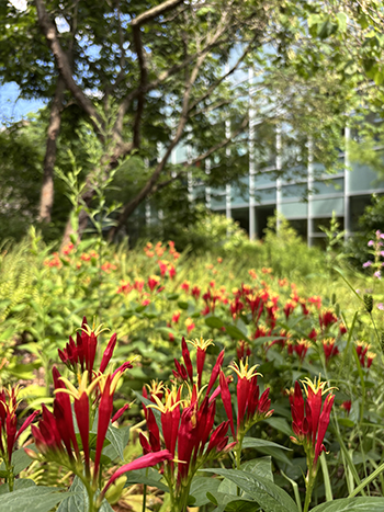 Red and yellow shocks of color set these Spigelia flowers apart from the rest of the green foliage in the Glade Garden, overshadowed by the shagbark hickory.