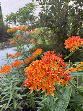 Butterfly weed flowers radiate a bright orange color in contrast with their light green leaves.
