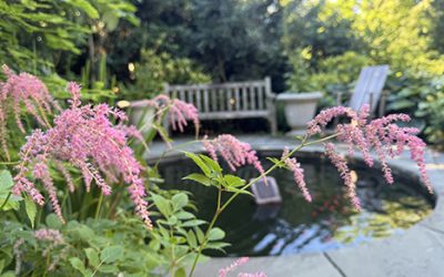 Plants of the Week: June 17