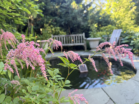 Plants of the Week: June 17