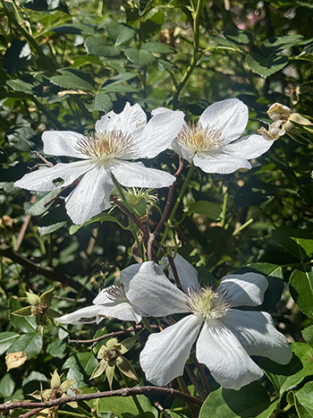 Three white clematis flowers tilt upwards towards the sun.