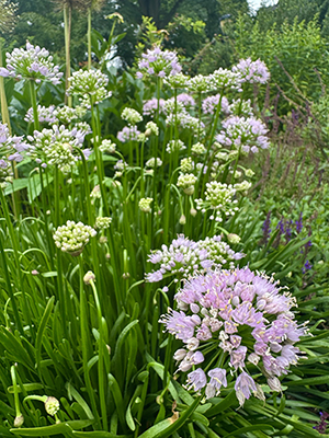 Blooming Allium bulbs show off their globule head inflorescences.