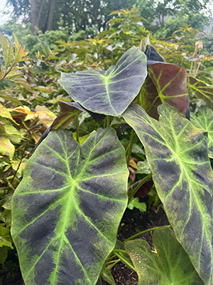 Three massive arrow-shaped Colocasia leaves.