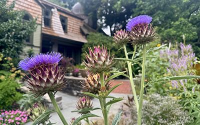 Plants of the Week: July 9