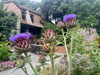 Spiky Cynara flowers with their colorful and pointed bracts delight the entrance to the Cunningham House.