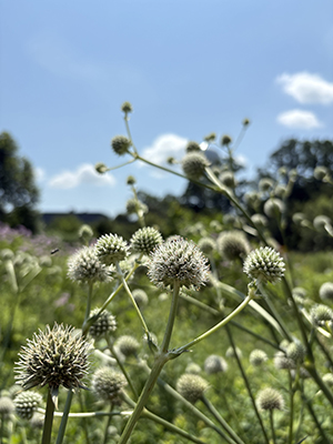 Spiky flower heads dot around the meadow planting.