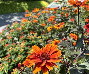 Plants of the Week: July 6