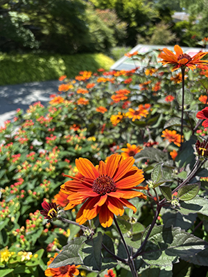 Dozens of Heliopsis inflorescence heads pop up in bright oranges and reds and yellows.