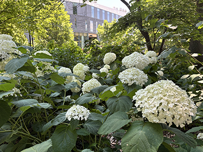 Blooming hydrangeas bask in the shade across from Singer Hall, looming in the background.