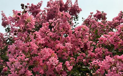 Plants of the Week: July 15