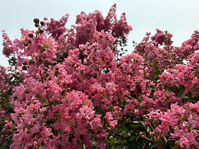 A swath of pink Lagerstroemia flowers fill the frame.