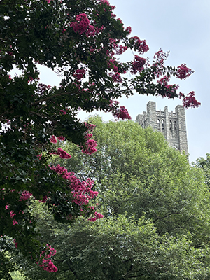 Long, sweeping Lagerstroemia branches tipped with luminous pink flowers frame the bell tower.