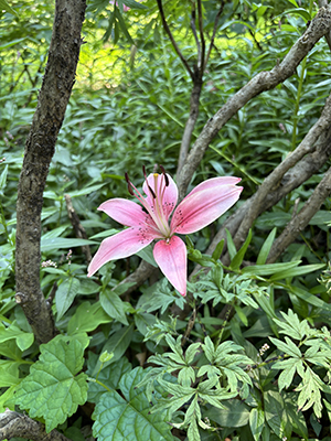 A single lily flower amidst the tree peony foliage and tree stems.
