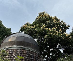 Plants of the Week: July 23