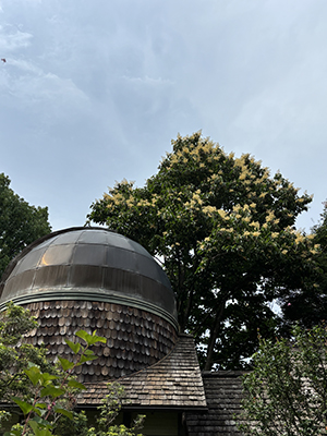 Flowering tree looms over the rusted observatory top on the Cunningham House.