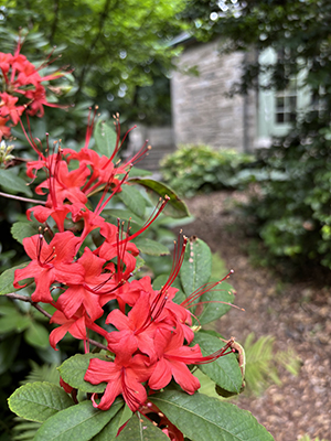 Bright red azalea blooms line the pathway to the Scott Map House