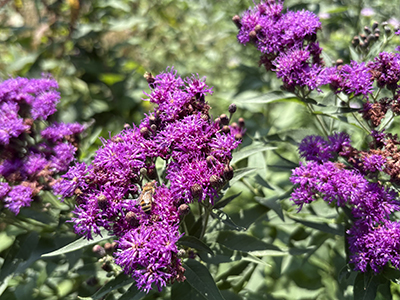 A honeybee visits one of the bright purple Vernonia inflorescences.