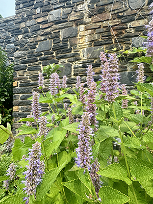 Spikes of purple Agastache inflorescences liven the space in front of the Sharples Hall stone wall.