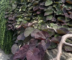 Plants of the Week: August 3
