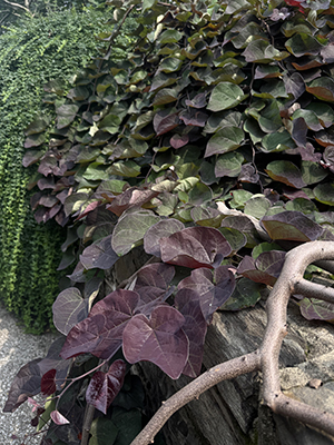 Dark purple and forest green heart-shaped Cercis leaves drape over the stone wall in a cascading, burgundy waterfall.