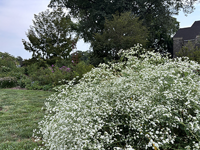A mound of dainty white flowers.